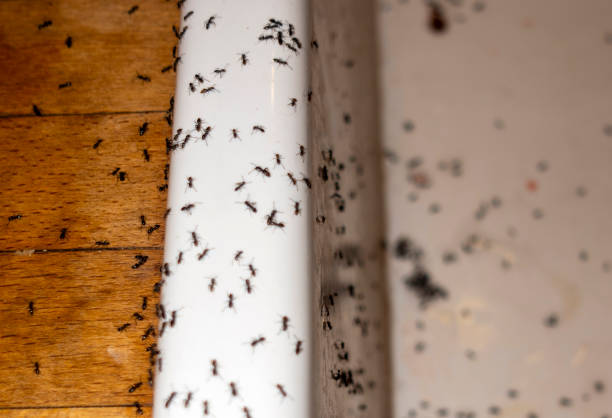 Best Spider Control Near Me  in Pooler, GA